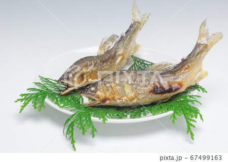 鮎の塩焼き 67499163