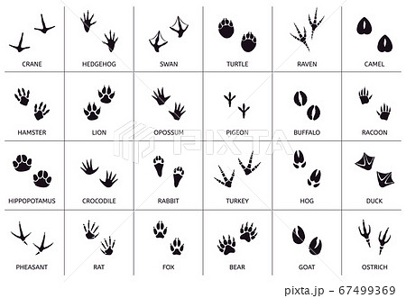 Animals footprint. Animal, birds and reptile foot marks, wild animals paw silhouettes, mammals walking paw tracks vector illustration set Animals footprint. Animal, birds and reptile foot marks, wild animals paw silhouettes, mammals walking paw tracks vector illustration set 67499369