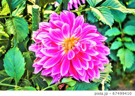 ピンクの花 ピンクの花 67499410