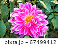 ピンクの花 67499412