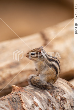 可愛いシマリスの写真素材