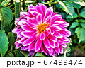 ピンクの花 67499474