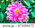 ピンクの花 67499475