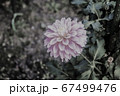 ピンクの花 67499476