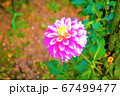 ピンクの花 67499477