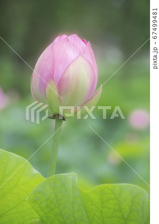 古代ハス ピンクの花 古代ハス ピンクの花 67499481