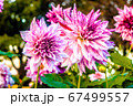 紫の花 67499557