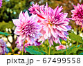 紫の花 67499558