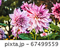 紫の花 67499559