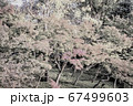 紅葉 67499603