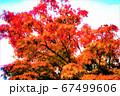 紅葉 67499606