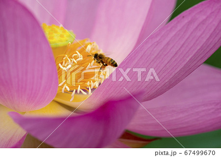 極楽浄土の花 行田古代蓮の里 蜜蜂の訪れの写真素材