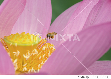 古代蓮の花　蜜蜂の訪れ 67499674