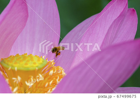 極楽の花、行田の古代蓮　蜜蜂の訪れ 67499675