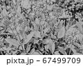 花 67499709