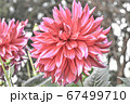 赤い花 67499710