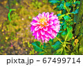 ピンクの花 67499714