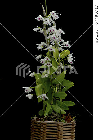 原種洋蘭Dendrobium parishii var. semi-albaの写真 67499717