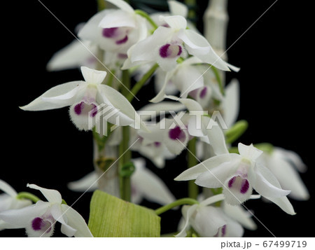 原種洋蘭Dendrobium parishii var. semi-albaの写真 原種洋蘭Dendrobium parishii var. semi-albaの写真 67499719
