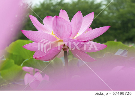 天国の花 行田の古代蓮の写真素材 [67499726] - PIXTA