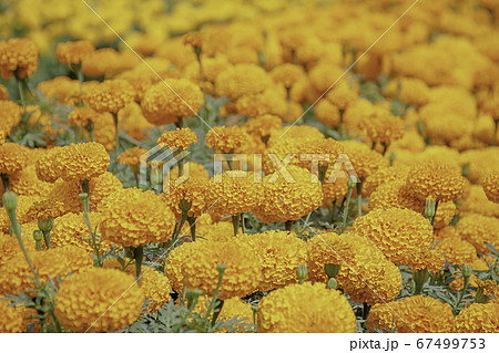 Yellow Marigold flowers or Tagetes erecta in garden. Yellow Marigold flowers or Tagetes erecta in garden. 67499753