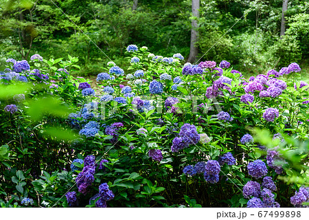 兵庫県 神戸市立森林植物園 紫陽花の写真素材