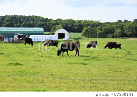 和牛 和牛 67500141