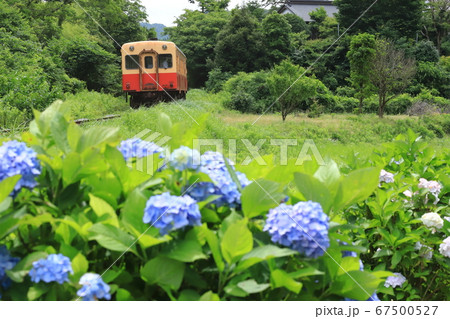 小湊鐵道「野原に咲く紫陽花の花」列車を背景に 67500527