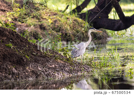 grey heron or Ardea cinerea near water body at keoladeo national park or bharatpur bird sanctuary rajasthan india 67500534