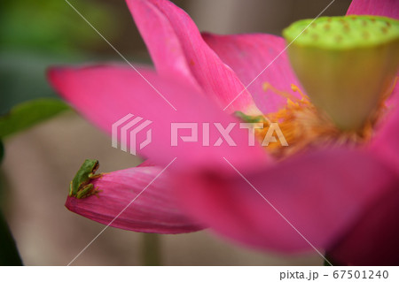 蓮の花とアマガエル 蓮の花とアマガエル 67501240