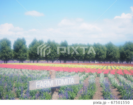 北海道の風景 富良野 ファーム富田 67501550