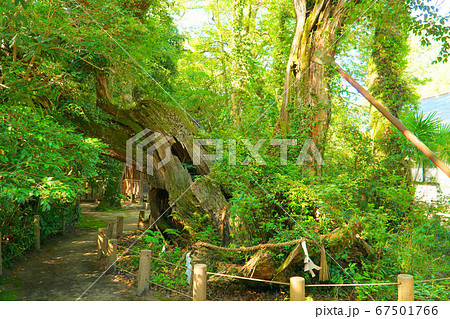 【伊予国一宮】大山祇神社　御神木の樹齢3000年の能因法師雨乞いの樟1　愛媛県今治市 67501766
