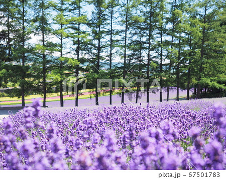北海道の風景 富良野ラベンダー畑 北海道の風景 富良野ラベンダー畑 67501783