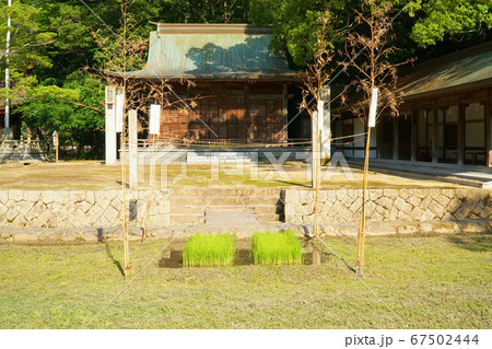 【伊予国一宮】大山祇神社 御田植祭を待つ斎田の早苗と御棧敷殿 愛媛県今治市 【伊予国一宮】大山祇神社 御田植祭を待つ斎田の早苗と御棧敷殿 愛媛県今治市 67502444