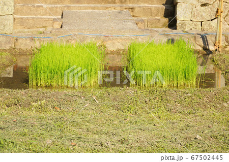 【伊予国一宮】大山祇神社 斎田の早苗 愛媛県今治市 【伊予国一宮】大山祇神社 斎田の早苗 愛媛県今治市 67502445