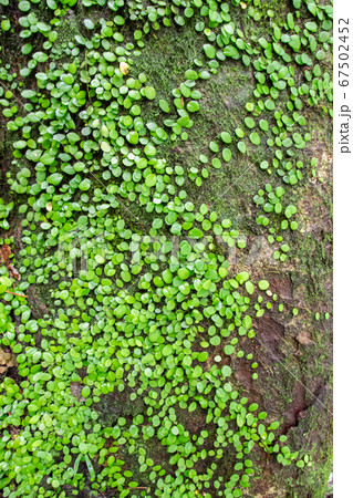 木の幹に密生するシダ植物のマメヅタ 67502452