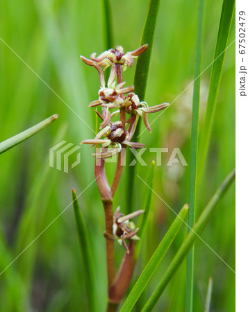 ホロムイソウ 67502479