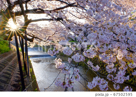 佐保川の桜並木(奈良県奈良市) 佐保川の桜並木(奈良県奈良市) 67502595