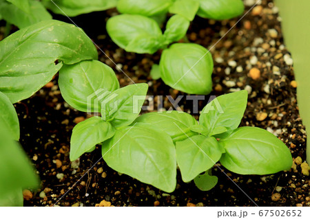 バジル栽培 67502652