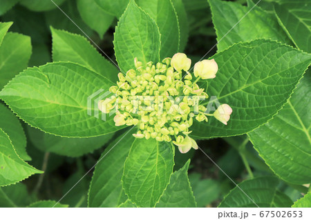 紫陽花 蕾の写真素材