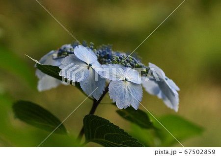 紫陽花 67502859