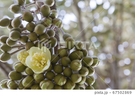 King of fruits King of fruits 67502869