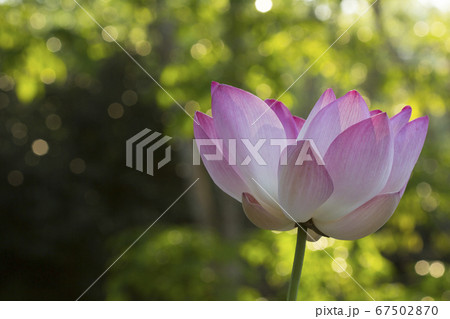 Close-up of lotus flower on the pond at sunny day Close-up of lotus flower on the pond at sunny day 67502870