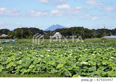 筑波山を背景に広がる蓮田 67503447