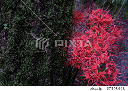 彼岸花 67503448