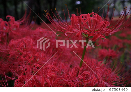彼岸花 67503449