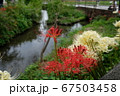 彼岸花 67503458