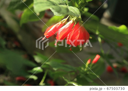 ウナズキヒメフヨウ ウナズキヒメフヨウ 67503730