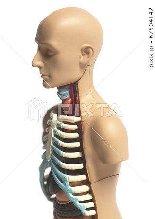 Human Body Anatomy Model Human Body Anatomy Model 67504142