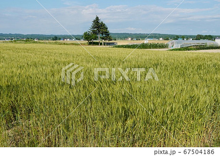 初夏の小麦畑 初夏の小麦畑 67504186